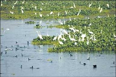 Sa arid lands biodiversity strategy